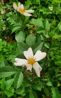 فروش سیم کارت دائمی 912
