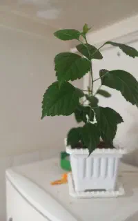 گل ختمی چینی به همراه گلدان