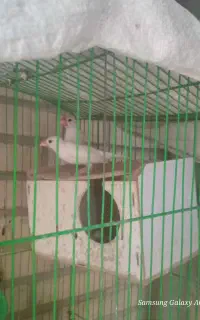 یک جفت  فنچ نرگسی جوجه بزرگ کن معاوضه و فروش