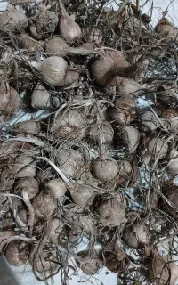 پیاز زعفران فروشی