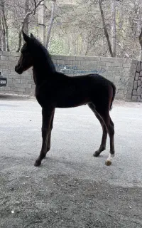 اسب
