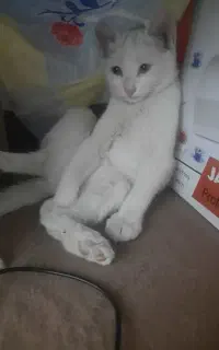 گربه