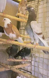 جوجه پرشی