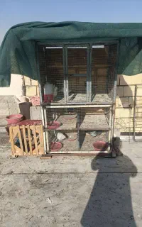 کبوتر همراه باقفس