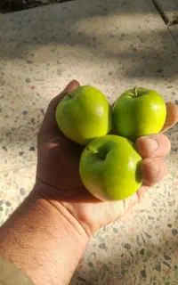 سیب گلاب