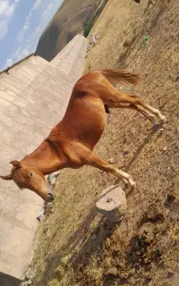 اسب