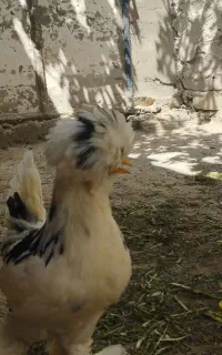 سلام نیمچه سلطان6ماه
