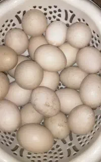 تخم نطفه دار اردک روسی