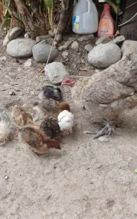 مرغ با جوجه
