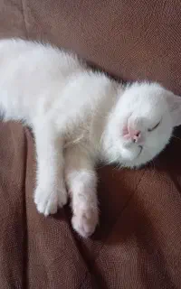 واگذاری بچه گربه