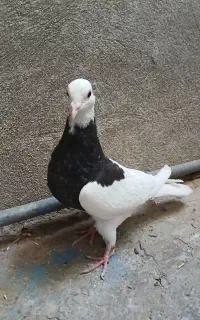 جوجه طوق