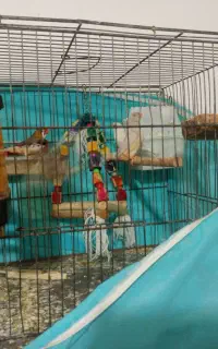فنچ