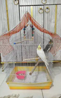 یه جفت عروس هلندی همراه قفس ۲۷۰۰