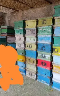 تعدادی کندو و کندوچه