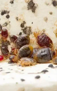 سمپاشی ساس سوسک کک کنه در تمام نقاط تضمینی