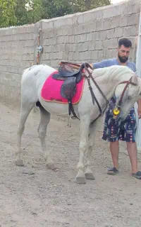 اسب نریان ۱۰ساله
