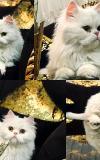 گربه پرشین بریتیش اصیل ماده
