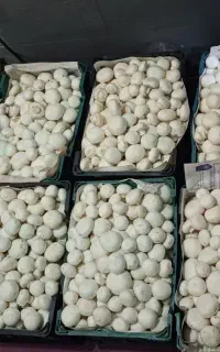 قارچ خوراکی/ آموزش قارچ با هزینه کم/پرورش قارچ