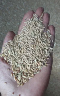 گندم دیم