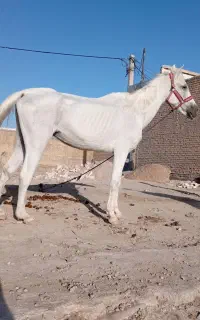 اسب مادیون  یکسر مدارک داربامهر نریایون