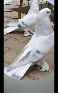 کبوتر گمشده پرشی رنگی مسافتی