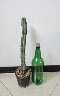 گل کاکتوس