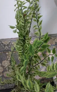گل ستون فقرات
