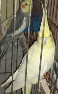 عروس هلندی