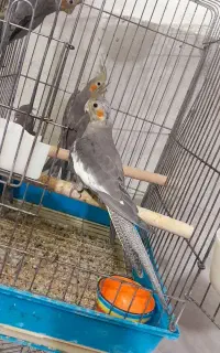 جوجه عروس دونخور و سرلاکی