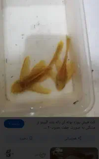 ماهی کت پوزه بوته ای مولد/کوریدوراس/انواع گیاه خار