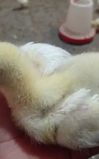 جوجه مرغ گوشتی