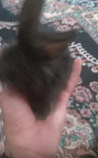 خرگوش تعدادی زیادی