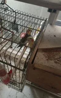 پرنده عروس هلندی مرغ عشق