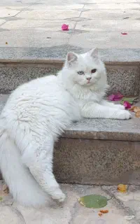 گربه
