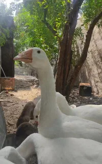قو غاز لیندا