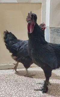 مرغ و خروس جانان