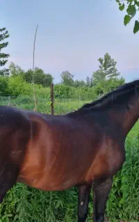 اسب عرب ایرانی فوق العاده سواری دار