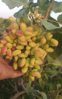 پیوند پسته پیوندک یا ترکه پیوندی