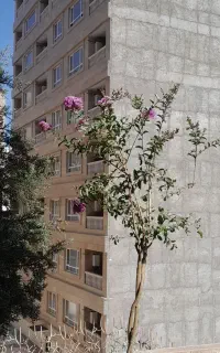 سرایدار