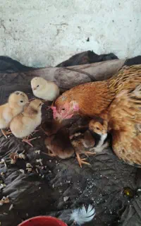 مرغ دونمه با جوجه