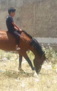 اسب جوان .سرحال
