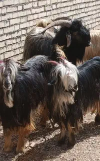 بز داشتی