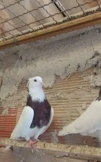 کبوتر