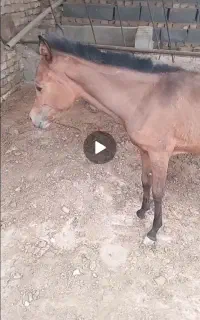 با سلام فروش یک عدد کره مادیون عرب