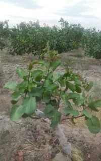 پیوند پسته