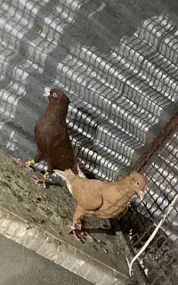 کبوتر کفتر