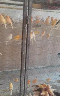 قناری ردفاکتور