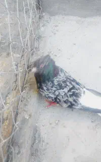 کرز دمسفید نر