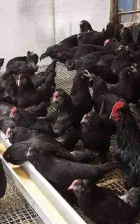 مرغ و خروس جهادی