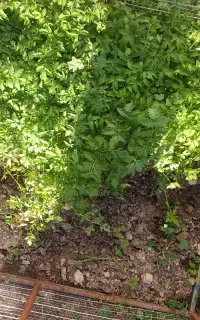 شتل گوجه کوردی درجه یک